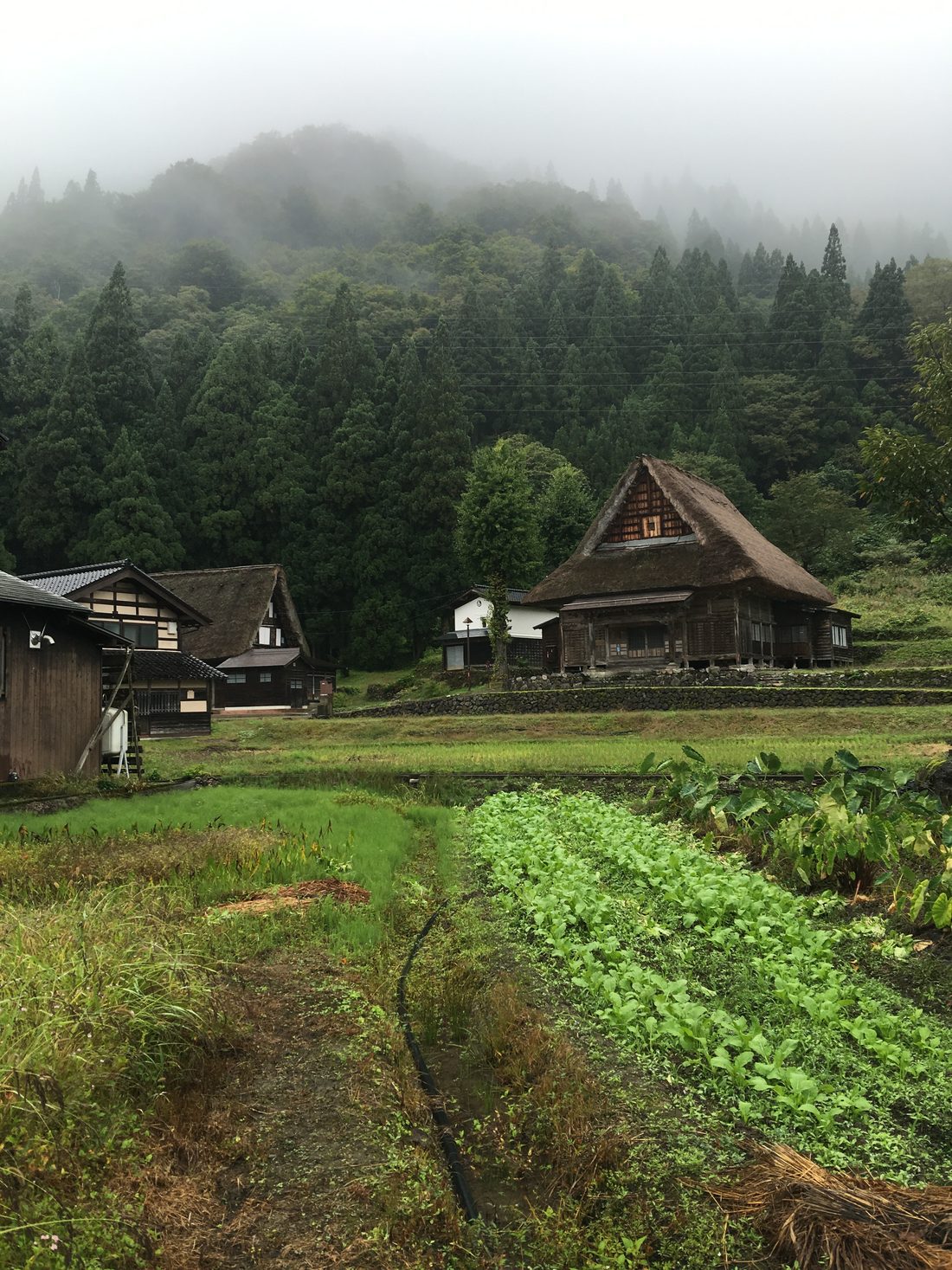 Timber gassho farmhouses with steep thatched roofs among vegetable rows at Ainokura, with mist lying across the forested hillside behind