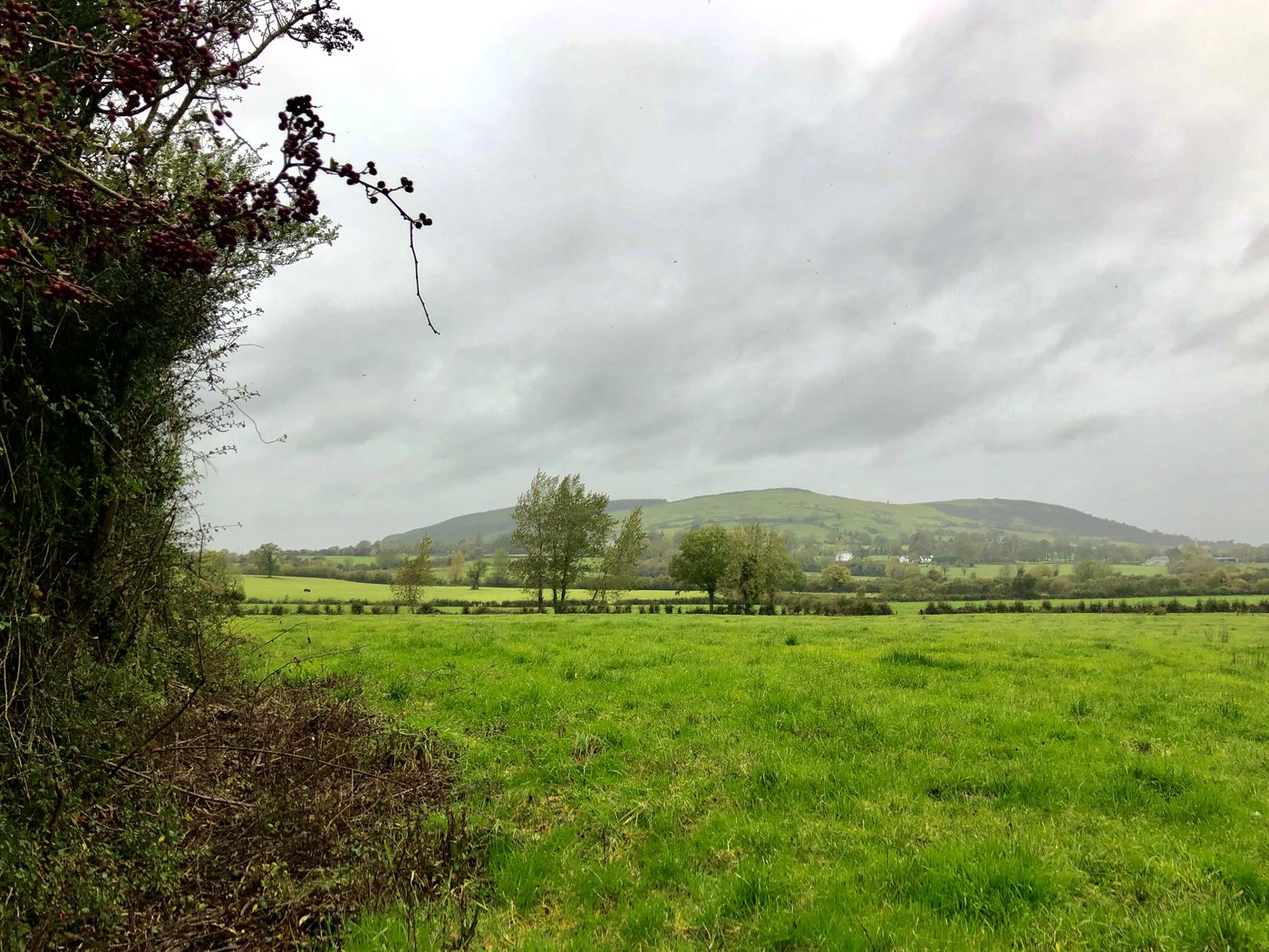 Green pasture under a grey sky with a hawthorn heavy with red berries in the foreground and a low rounded hill on the horizon